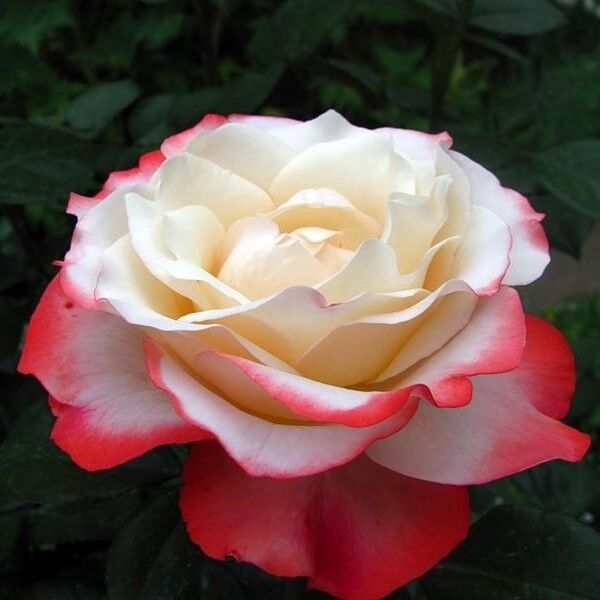 Ностальжі кава